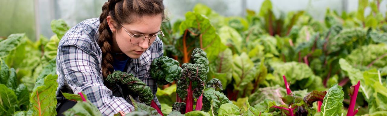 An individual weeding swiss chard.